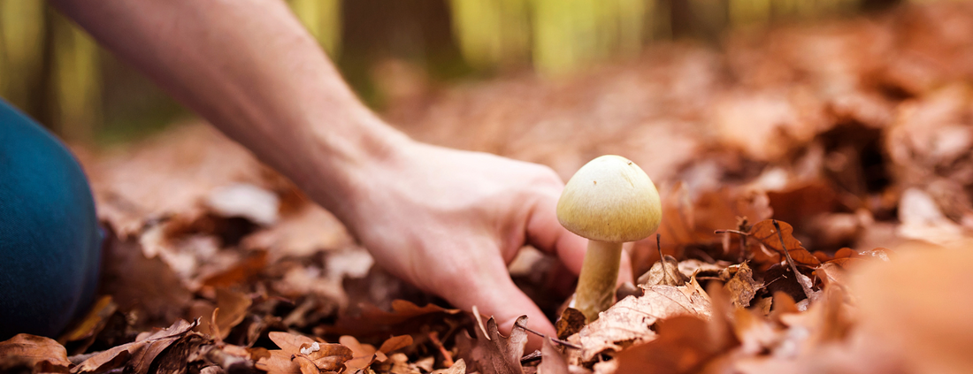 10 Extraordinary Benefits of Mushroom Supplements: Unleashing the Power of Fungi for Optimal Health